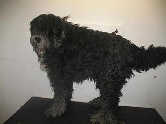 Product - Snooty's Pet Salon in Cortez, CO Pet Boarding & Grooming