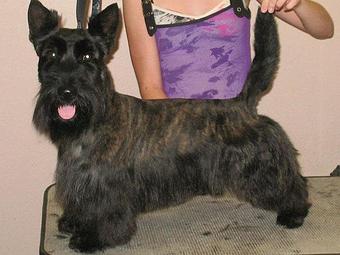 Product - Snooty's Pet Salon in Cortez, CO Pet Boarding & Grooming