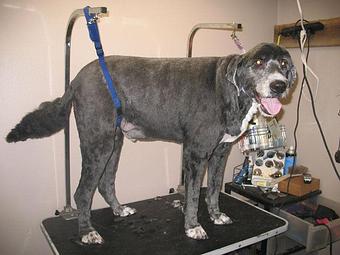 Product - Snooty's Pet Salon in Cortez, CO Pet Boarding & Grooming