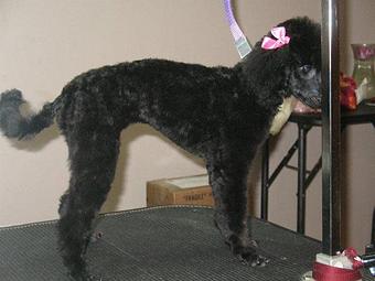 Product - Snooty's Pet Salon in Cortez, CO Pet Boarding & Grooming