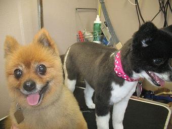 Product - Snooty's Pet Salon in Cortez, CO Pet Boarding & Grooming