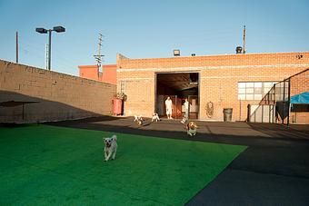 Product - South Park Doggie LAX Boarding and Daycare in LAX Los Angeles Airport - Inglewood, CA Pet Boarding & Grooming