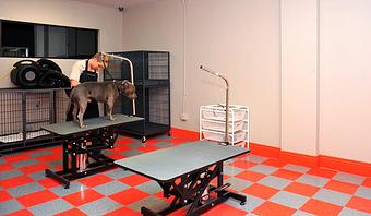 Product - South Park Doggie LAX Boarding and Daycare in LAX Los Angeles Airport - Inglewood, CA Pet Boarding & Grooming