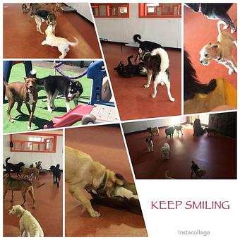 Product - South Park Doggie LAX Boarding and Daycare in LAX Los Angeles Airport - Inglewood, CA Pet Boarding & Grooming