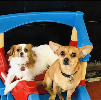 Product - South Park Doggie LAX Boarding and Daycare in LAX Los Angeles Airport - Inglewood, CA Pet Boarding & Grooming