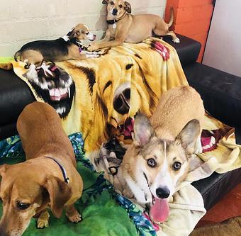 Product - South Park Doggie LAX Boarding and Daycare in LAX Los Angeles Airport - Inglewood, CA Pet Boarding & Grooming