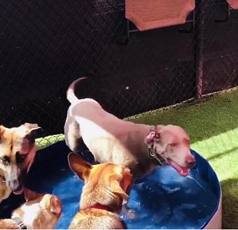 Product - South Park Doggie LAX Boarding and Daycare in LAX Los Angeles Airport - Inglewood, CA Pet Boarding & Grooming