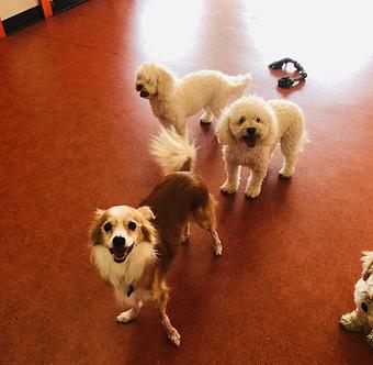 Product - South Park Doggie LAX Boarding and Daycare in LAX Los Angeles Airport - Inglewood, CA Pet Boarding & Grooming