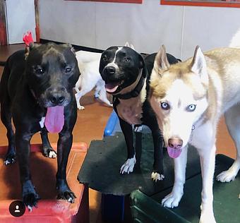 Product - South Park Doggie LAX Boarding and Daycare in LAX Los Angeles Airport - Inglewood, CA Pet Boarding & Grooming
