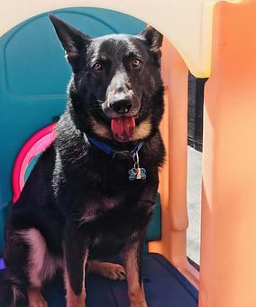Product - South Park Doggie LAX Boarding and Daycare in LAX Los Angeles Airport - Inglewood, CA Pet Boarding & Grooming