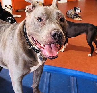 Product - South Park Doggie LAX Boarding and Daycare in LAX Los Angeles Airport - Inglewood, CA Pet Boarding & Grooming