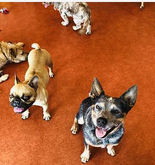 Product - South Park Doggie LAX Boarding and Daycare in LAX Los Angeles Airport - Inglewood, CA Pet Boarding & Grooming