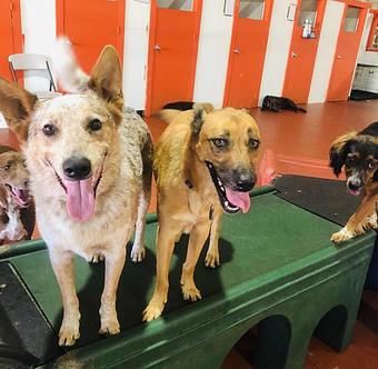 Product - South Park Doggie LAX Boarding and Daycare in LAX Los Angeles Airport - Inglewood, CA Pet Boarding & Grooming