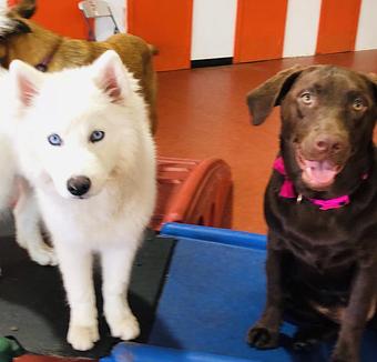 Product - South Park Doggie LAX Boarding and Daycare in LAX Los Angeles Airport - Inglewood, CA Pet Boarding & Grooming