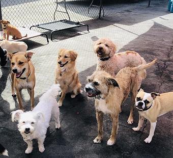 Product - South Park Doggie LAX Boarding and Daycare in LAX Los Angeles Airport - Inglewood, CA Pet Boarding & Grooming