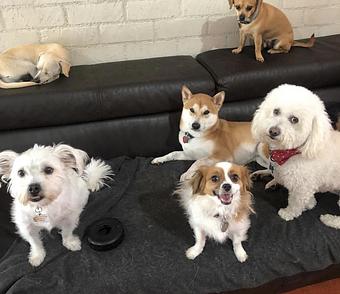 Product - South Park Doggie LAX Boarding and Daycare in LAX Los Angeles Airport - Inglewood, CA Pet Boarding & Grooming
