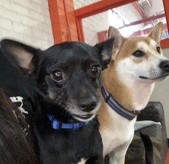 Product - South Park Doggie LAX Boarding and Daycare in LAX Los Angeles Airport - Inglewood, CA Pet Boarding & Grooming