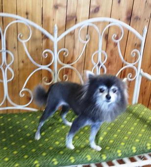 Product - South Paws Grooming in Edmond, OK Pet Boarding & Grooming