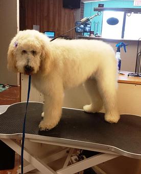 Product - South Paws Grooming in Edmond, OK Pet Boarding & Grooming
