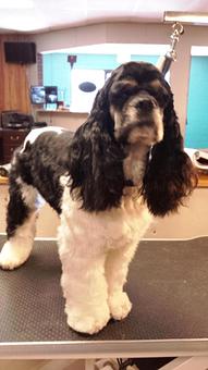 Product - South Paws Grooming in Edmond, OK Pet Boarding & Grooming