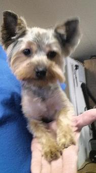 Product - South Paws Grooming in Edmond, OK Pet Boarding & Grooming