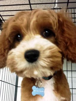 Product - South Paws Grooming in Edmond, OK Pet Boarding & Grooming