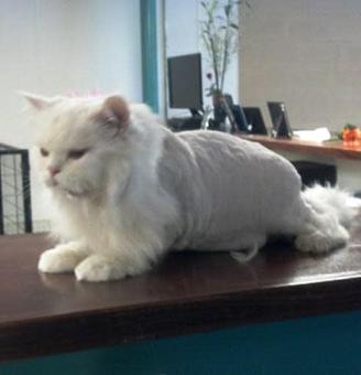 Product - South Paws Grooming in Edmond, OK Pet Boarding & Grooming
