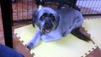 Product - South Paws Grooming in Edmond, OK Pet Boarding & Grooming