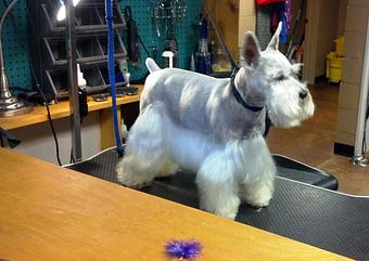 Product - South Paws Grooming in Edmond, OK Pet Boarding & Grooming
