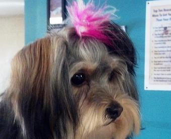 Product - South Paws Grooming in Edmond, OK Pet Boarding & Grooming