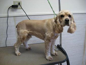 Product - Special Pets in Lexington, SC Special Education & Care