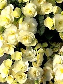 Product - Spencer's Lawn and Garden Center in Colorado Springs, CO Nurseries & Garden Centers