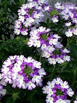 Product - Spencer's Lawn and Garden Center in Colorado Springs, CO Nurseries & Garden Centers