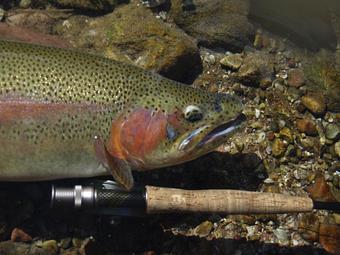 Product - Spinner Fall Guide Service in Dutch John, UT Tours & Guide Services