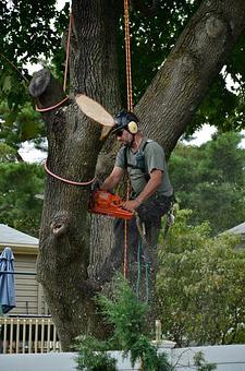 Product - Spruced Up Tree & Shrub in Salem, MA Ornamental Nursery Services