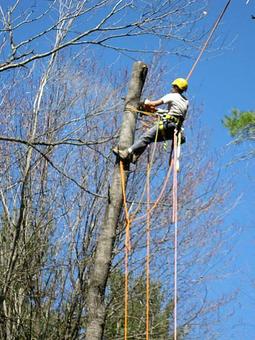Product - Spruced Up Tree & Shrub in Salem, MA Ornamental Nursery Services