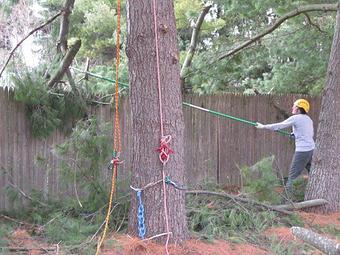 Product - Spruced Up Tree & Shrub in Salem, MA Ornamental Nursery Services