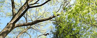 Product - Spruced Up Tree & Shrub in Salem, MA Ornamental Nursery Services