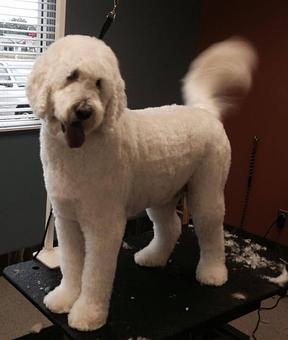 Product - Sudzy Paws in Carterville, IL Pet Boarding & Grooming