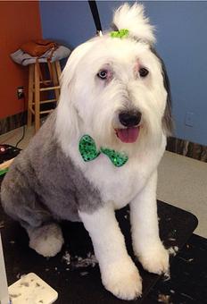 Product - Sudzy Paws in Carterville, IL Pet Boarding & Grooming
