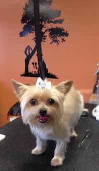 Product - Sudzy Paws in Carterville, IL Pet Boarding & Grooming