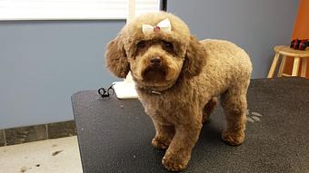 Product - Sudzy Paws in Carterville, IL Pet Boarding & Grooming