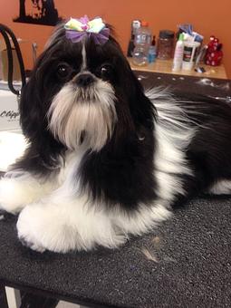 Product - Sudzy Paws in Carterville, IL Pet Boarding & Grooming