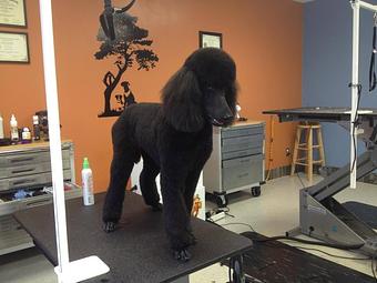 Product - Sudzy Paws in Carterville, IL Pet Boarding & Grooming