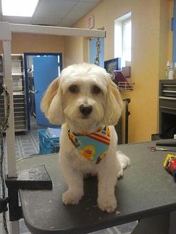 Product - Sudzy Puppy in Naperville, IL Business Services