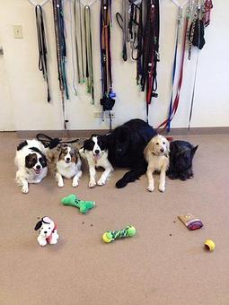 Product - Tailgate for Dogs in Elmhurst, IL Hamburger Restaurants
