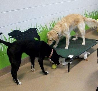 Product - Tailgate for Dogs in Elmhurst, IL Hamburger Restaurants