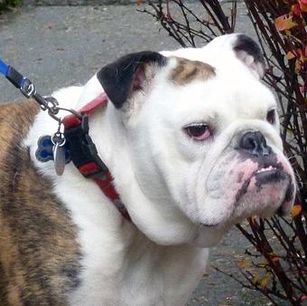 Product - TAILored Pet Services in Everett, WA Pet Shop Supplies