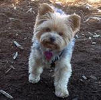 Product - TAILored Pet Services in Everett, WA Pet Shop Supplies