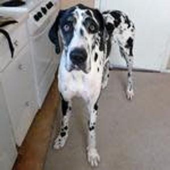 Product - TAILored Pet Services in Everett, WA Pet Shop Supplies